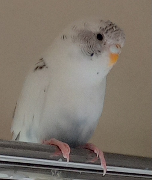 鳥の写真