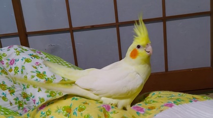 鳥の写真