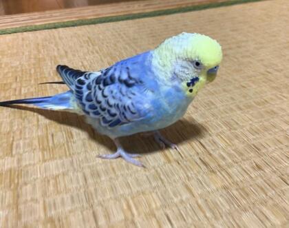 鳥の写真