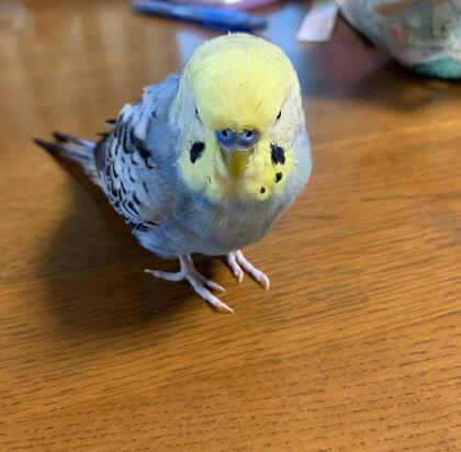 鳥の写真