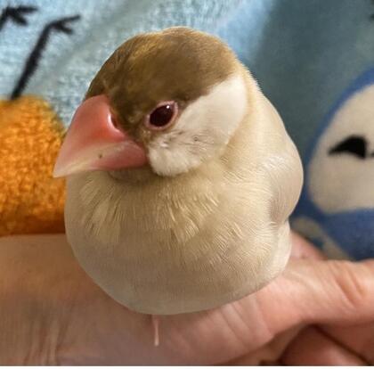 鳥の写真