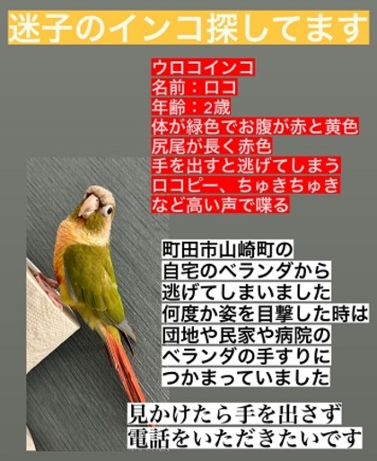 鳥の写真