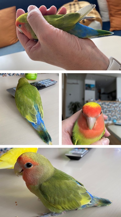 鳥の写真