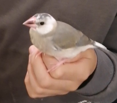 鳥の写真