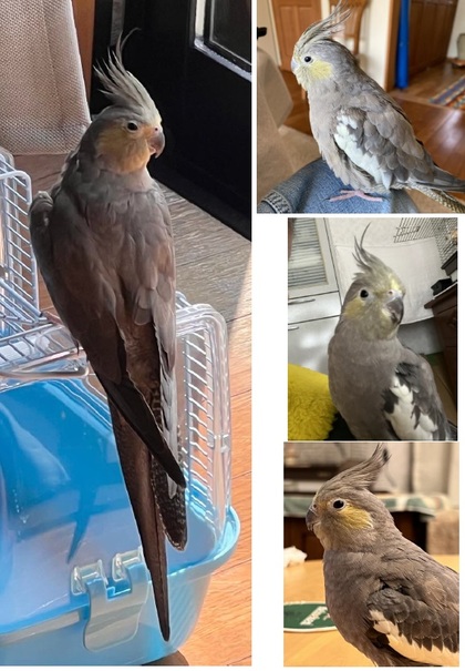 鳥の写真