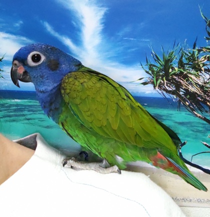 鳥の写真