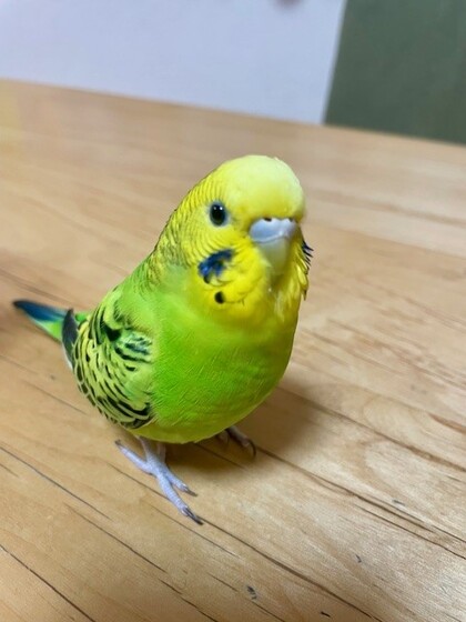 鳥の写真