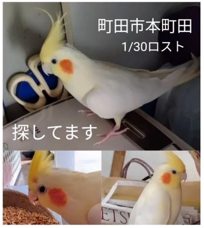 鳥の写真