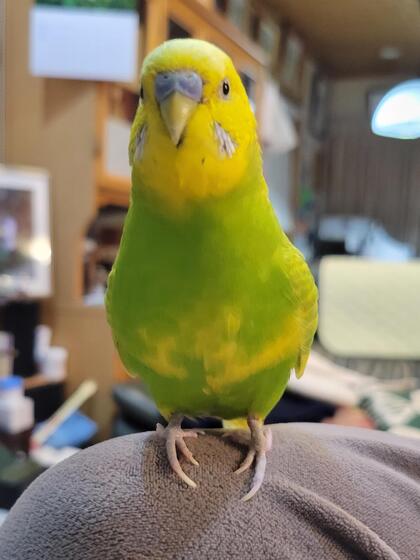 鳥の写真