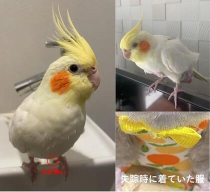 鳥の写真