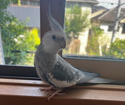 鳥の写真