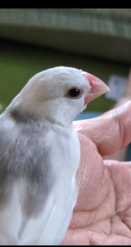 白文鳥の写真