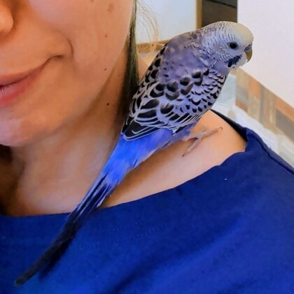 鳥の写真