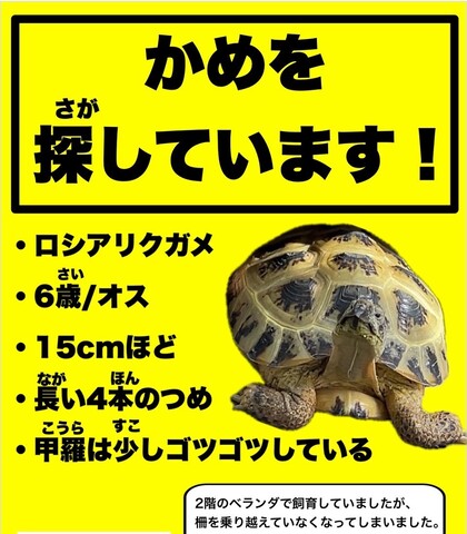 リクガメの写真