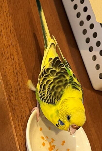 セキセイインコの写真