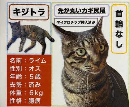猫の写真