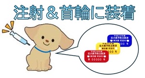 犬に注射をし、注射済票を装着