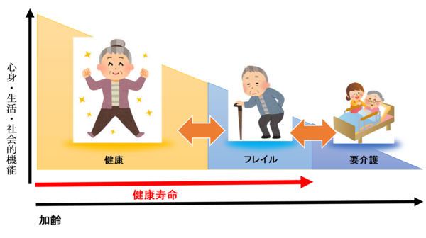 フレイルの段階を経て、要介護状態になることを表した画像