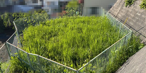現地写真（南側の道路から北側方向に見おろした写真）