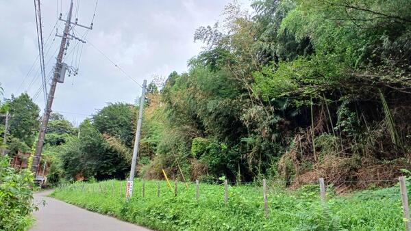 市有山林（竹林イメージ）