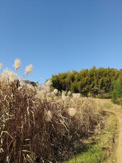 市有山林（竹林イメージ）