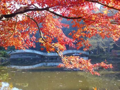 紅葉（薬師池公園四季彩の杜　薬師池）の写真