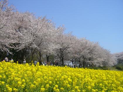 さくら（尾根緑道）の写真