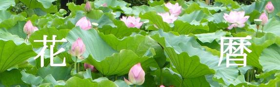 薬師池公園の大賀ハス