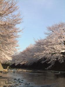 町田のさくら