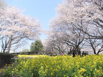 尾根緑道のさくら