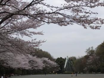 芹ヶ谷公園のさくら