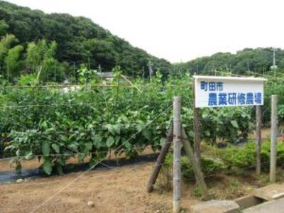 研修農場の畑の様子です