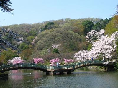 薬師池公園（やくしいけこうえん）