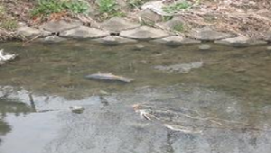 川によごれた水が流れこむ事故により生き物が弱ってしまっている画像