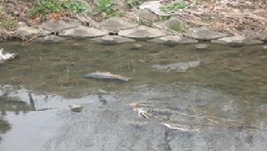 川によごれた水が流れこむ事故の画像3