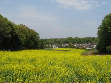 七国山の菜の花畑の画像