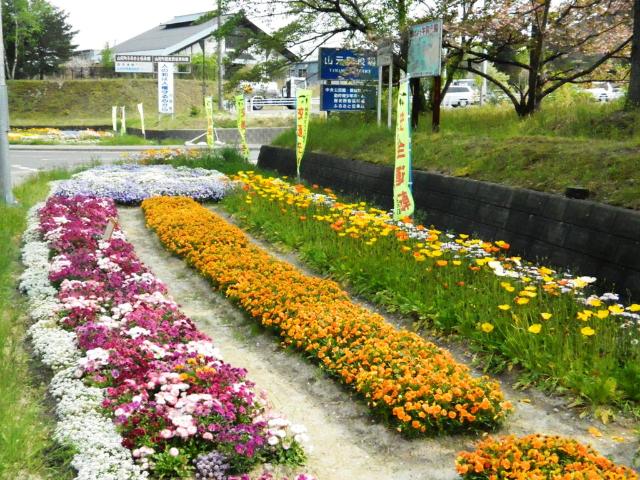 生育した山元町役場右の花壇の様子