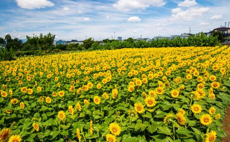 横田農園
