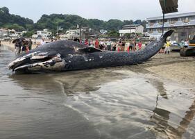 由比ヶ浜海岸に打ち上げられたクジラ