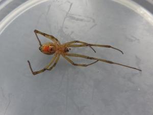 特定外来生物ヒアリ・アカカミアリ・ゴケグモ類の情報/町田市