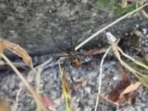 特定外来生物ヒアリ・アカカミアリ・ゴケグモ類の情報/町田市