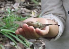 羽化に失敗してしまった幼虫かと思いきや、手の上で殻を脱ぎ始めました！