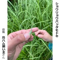 ショウリョウバッタモドキ