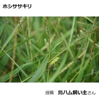 ホシササキリ