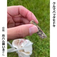 クルマバッタモドキ