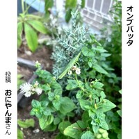 オンブバッタ
