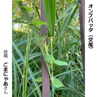 オンブバッタの交尾
