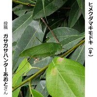 ヒメクダマキモドキのメス