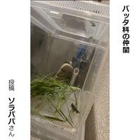 バッタ科の仲間