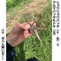 ショウリョウバッタのメスとクルマバッタモドキ